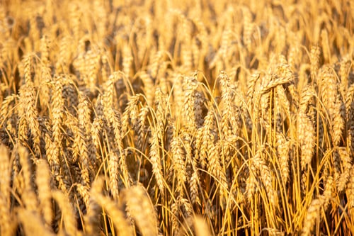 Preview: a child in a wheat field eats bread. selective focus