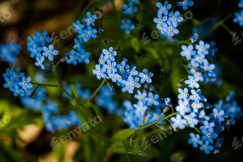 Preview: Forgot me not flowers in beautiful light