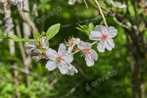 Aperçu: Almond flowers closeup. Flowering branches of an almond tree in an orchard.