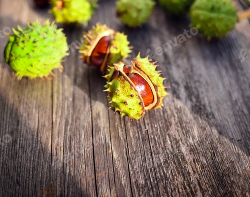 Preview: Chestnut in sunshine on old wooden background