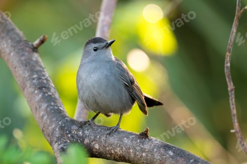 Preview: A Gray Catbird bird perched on a tree branch in summer Florida shrubs