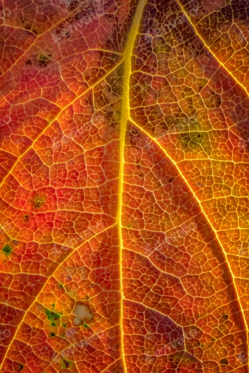 Preview: leaf surface