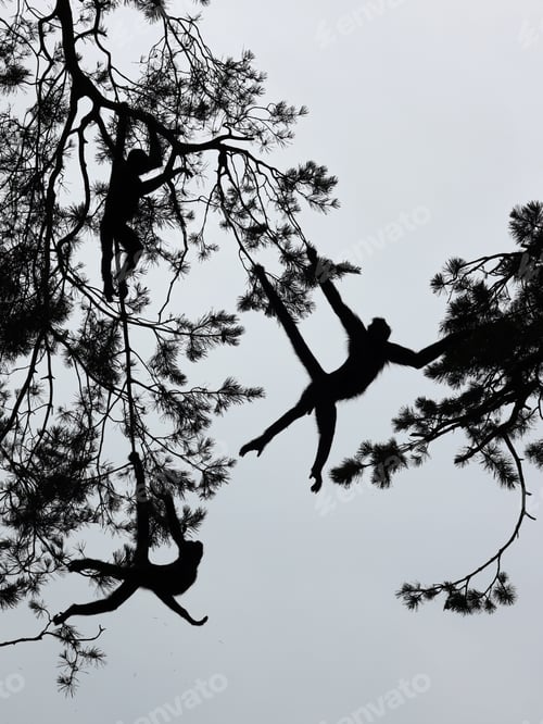 Preview: silhouette of a spider monkey in the forest hanging on tree branches