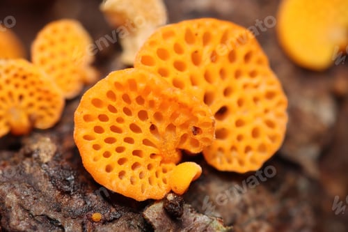Preview: Orange Pore Fungus.