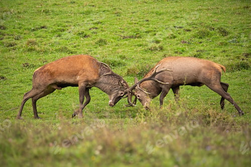 Preview: Red deer, cervus elaphus, fight during the rut