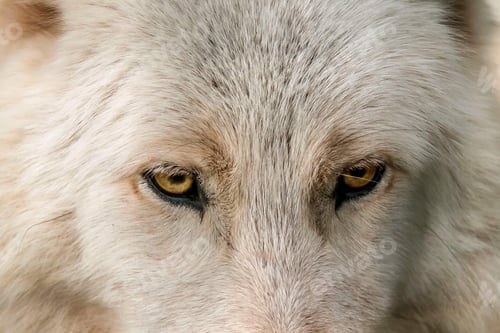 Preview: wolf, eye, head, face, wilderness