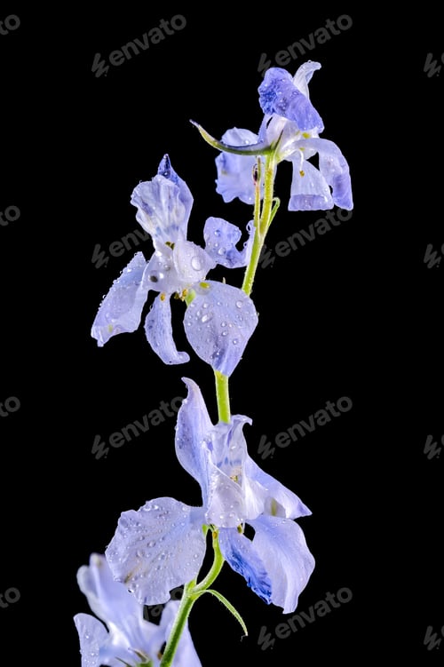 Preview: Blooming blue delphinium on a black background