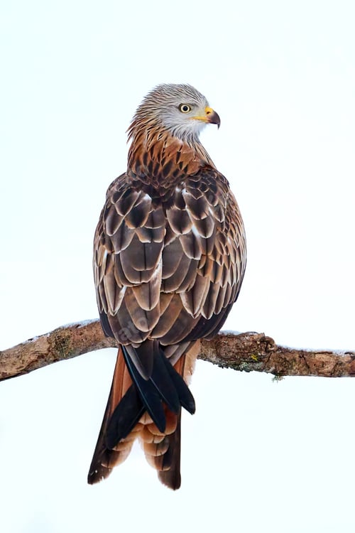 Preview: Red kite (Milvus milvus)