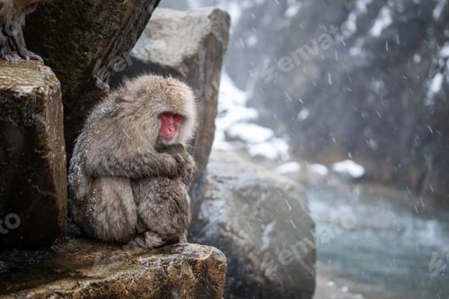 Preview: Snow monkey