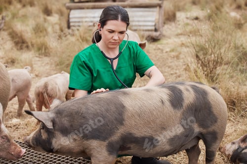 Preview: Lets find out how you feel. Shot of a female veterinarian on a farm with pigs.