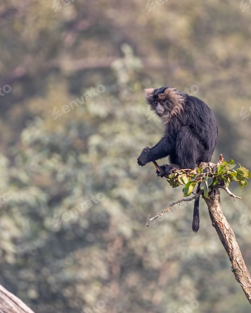 Preview: a monkey sitting on top of a tree branch next to forest