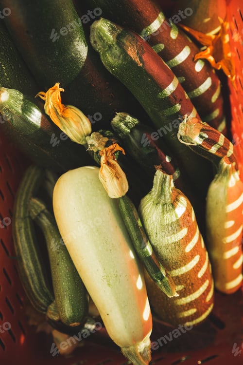 Preview: Zucchini different in color and shape in a basket with sun glare