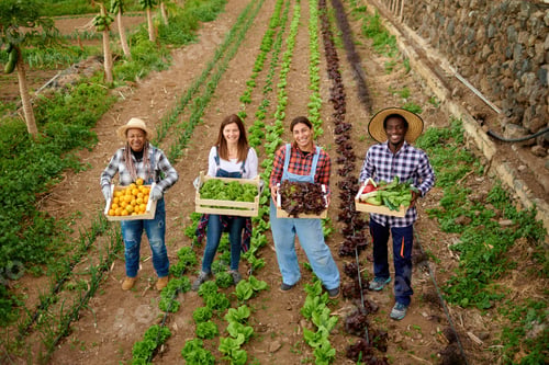 Preview: Smiling multiracial farmers with fresh vegetables in boxes on plantation