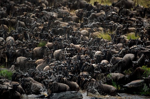 Preview: Wildebeest herd in Masai Mara, Kenya during daylight