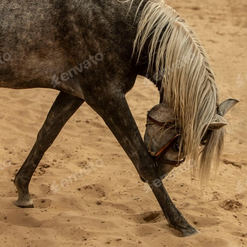 Preview: arabian, horse, mare, stallion, riding