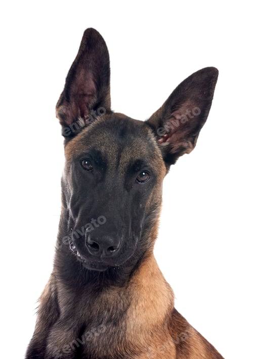 Preview: young malinois in studio