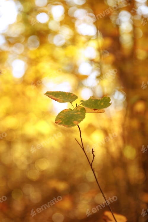 Preview: selective focus of trees with yellow and green leaves in autumnal park at day