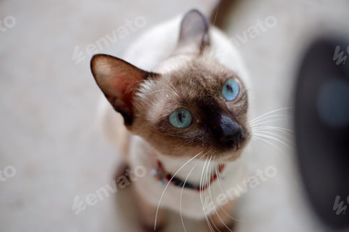 Preview: Beautiful adorable old style siamese blue point shorthaired cat, thai cat with amazing blue eyes.