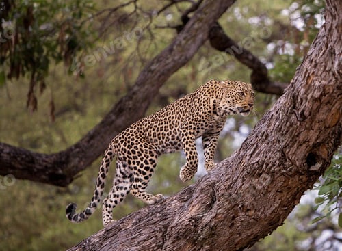 Preview: Zambia Wildlife pictures
