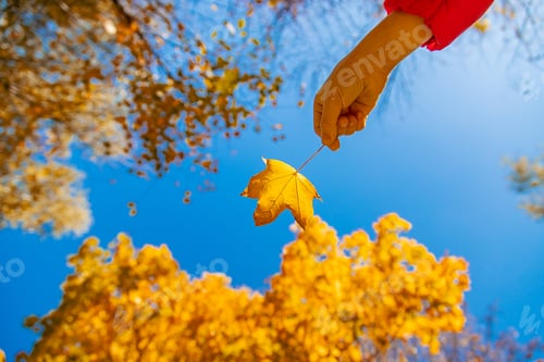 Preview: Autumn child in the park with yellow leaves. Selective focus.