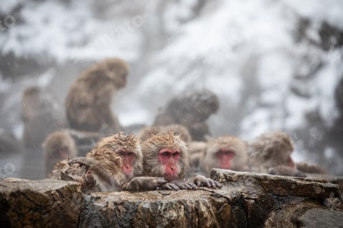 Preview: Snow monkey