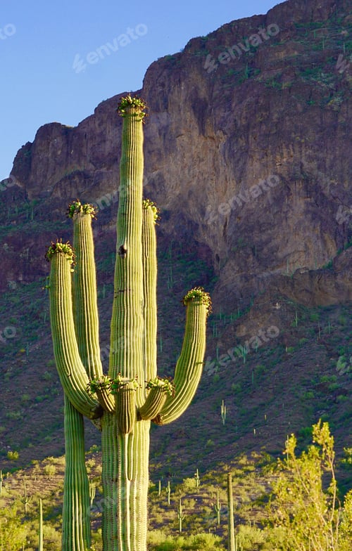 Vorschau: Saguaro-Kaktus in der Wüste