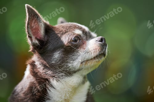 Preview: Chihuahua puppy portrait, little dog in garden