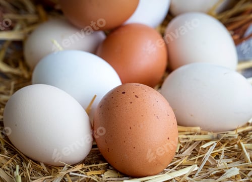 Preview: Eggs, Chicken Egg on Straw