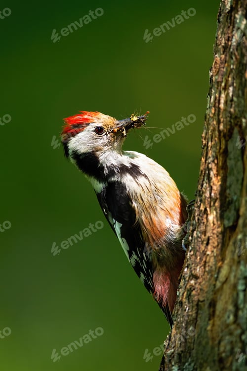 Preview: Middle spotted woodpecker gripping onto tree trunk illuminated by sun in forest