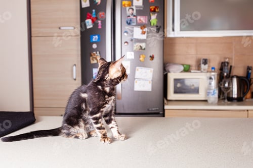 Preview: A small brown leopard-beige Bengal kitten sits on a beige bar table