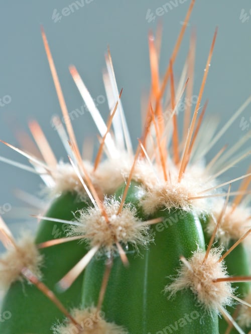 Preview: pillar cactus