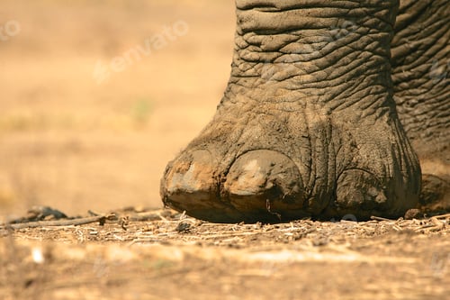 Preview: Close up of african elephant (loxodonta africana) foot, Mana Pools National Park, Zimbabwe