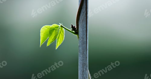Preview: A runner bean leaf on a stem