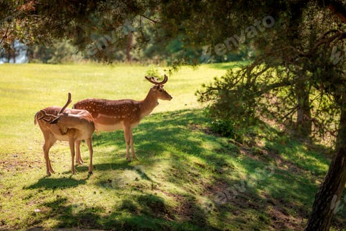Preview: Deers in forest at sunny day in summer, Poland, Europe