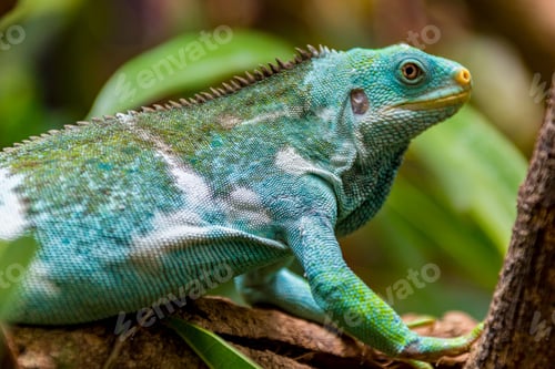 Preview: Selective focus shot of a vivid blue iguana on a tree branch