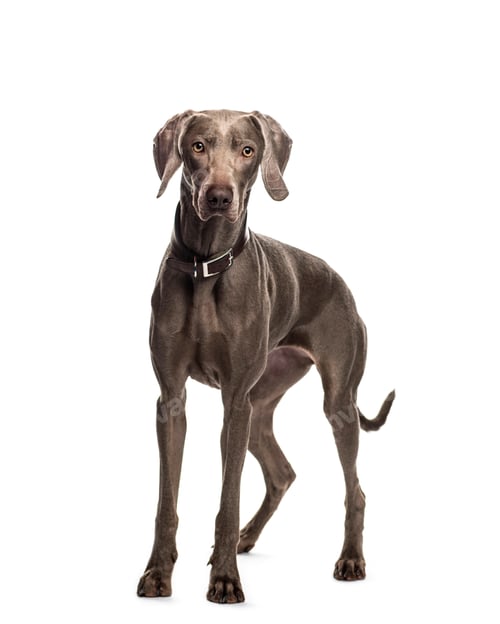 Preview: Weinmaraner dog standing, cut out