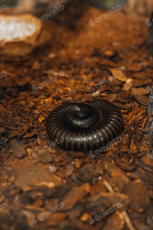 Preview: Giant millipede on a terrarium