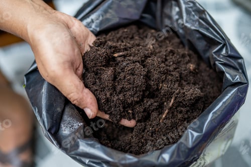 Preview: Asian woman holding peat moss organic matter improve soil for horticultural plant growing