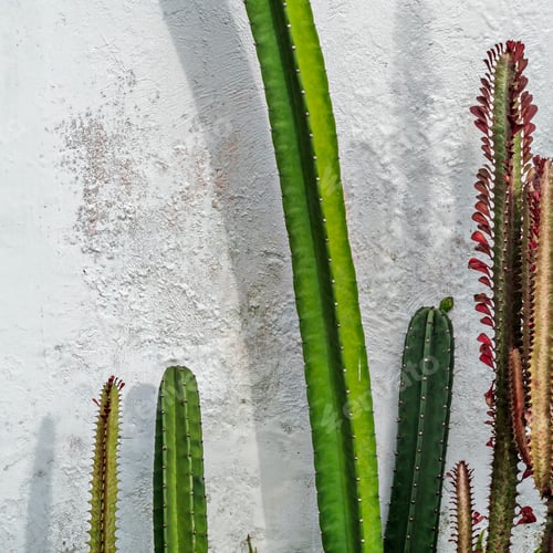 Preview: Green Cacti Against a White Textured Wall