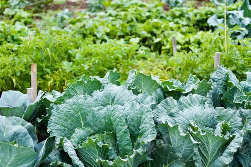 Preview: Community garden