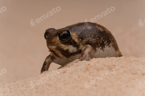 Preview: Close-up of a Desert Rain Frog camouflaged in sandy terrain