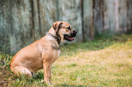 Preview: Ca De Bou Or Perro De Presa Mallorquin Puppy Sit Outdoor On Gree