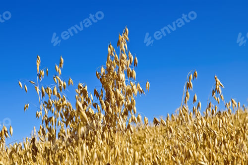 Preview: Oat field against the sky