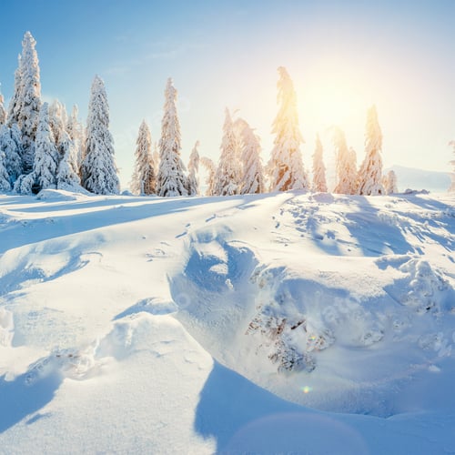 Preview: Winter tree in snow