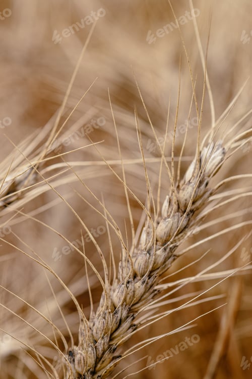 Preview: Golden wheat field
