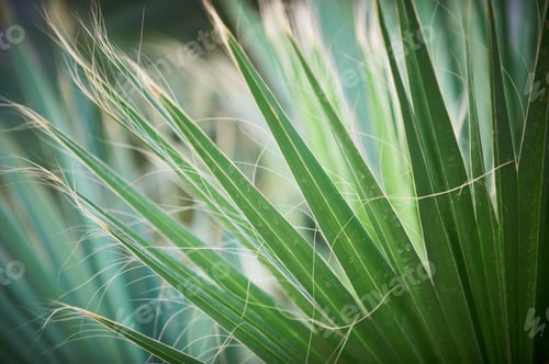 Preview: fresh green palm tree leaf