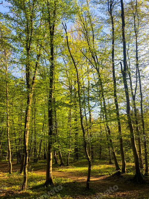 Preview: Trees