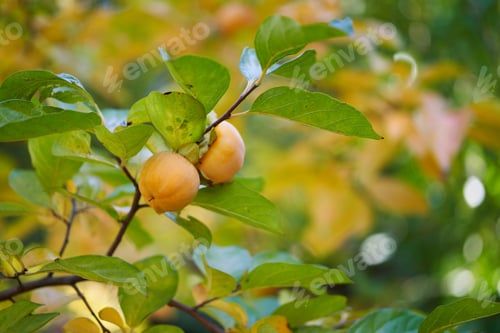 Preview: Persimmon hanging on the green branches of a tree in the garden