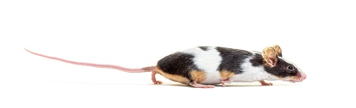 Preview: Side view of a Black and white Fancy mouse running away - Mus musculus domestica, isolated on white