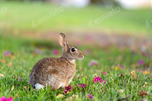 Preview: Wild rabbit in nature. Grey small hare eating grass on Florida backyard